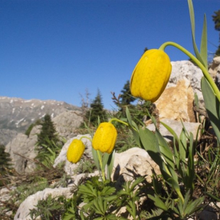 Fritillaria aurea